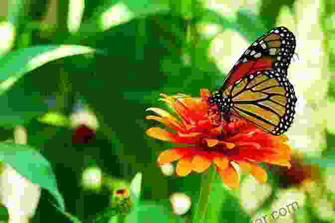 A Butterfly Resting On A Flower, Illustrating The Butterfly Effect Physics Of Satellite Surface Charging: Causes Effects And Applications