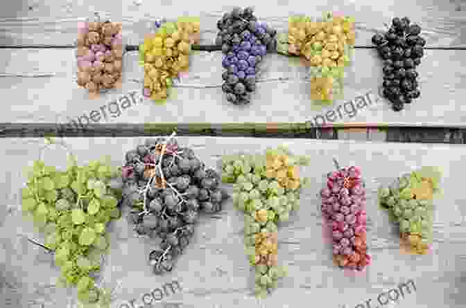 A Diverse Array Of Grapes In Various Colors, Shapes, And Sizes. A Close Up Of The Grapes Reveals Their Intricate Details. Illustrated Descriptive Catalogue Of American Grape Vines A Grape Growers Manual