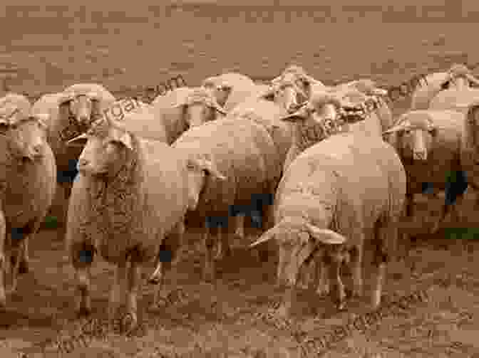 A Flock Of Sheep Grazing In A Field The Backyard Sheep: An Introductory Guide To Keeping Productive Pet Sheep