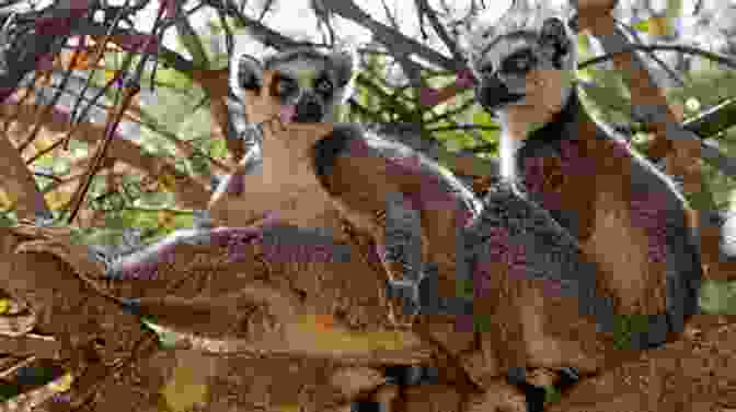 A Group Of Lemurs Playing In The Forest All The World S Lemurs Lorises Bushbabies And Pottos: The Primate SubFree Download Strepsirhini (All The World S Primates Ebook Series)