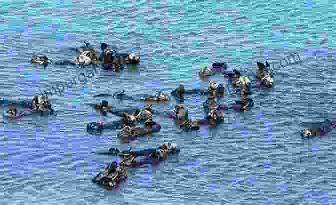 A Group Of Sea Otters Huddle Together On A Kelp Bed. Return Of The Sea Otter: The Story Of The Animal That Evaded Extinction On The Pacific Coast