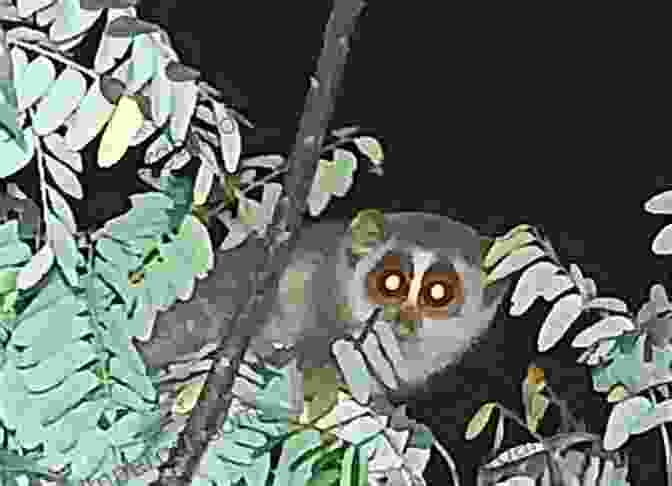 A Loris Resting In A Tree All The World S Lemurs Lorises Bushbabies And Pottos: The Primate SubFree Download Strepsirhini (All The World S Primates Ebook Series)