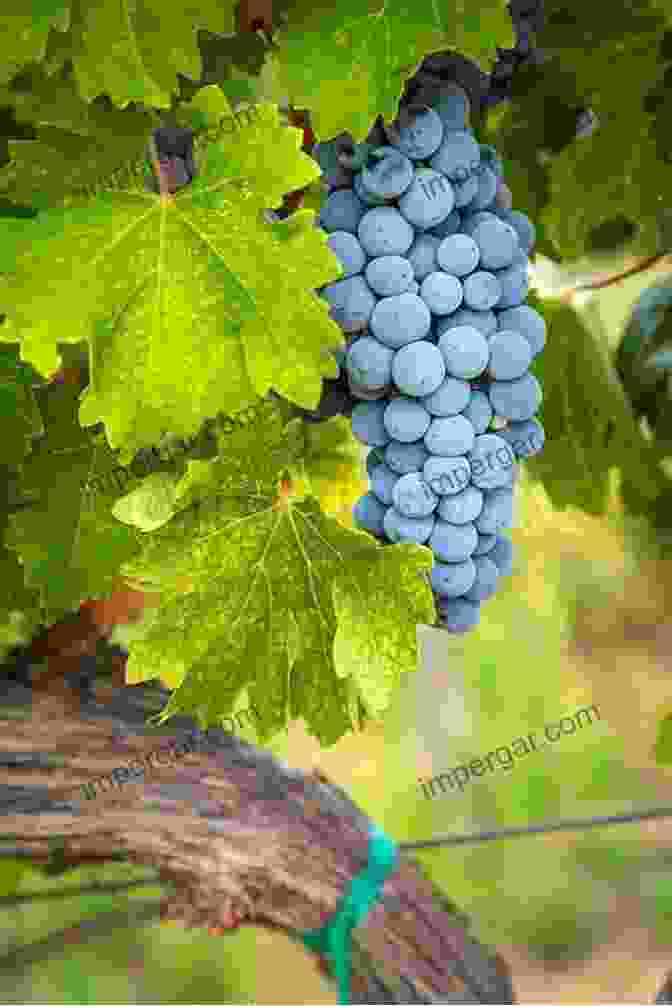 A Lush Image Of Vibrant Grape Clusters Against A Backdrop Of Verdant Leaves. Illustrated Descriptive Catalogue Of American Grape Vines A Grape Growers Manual