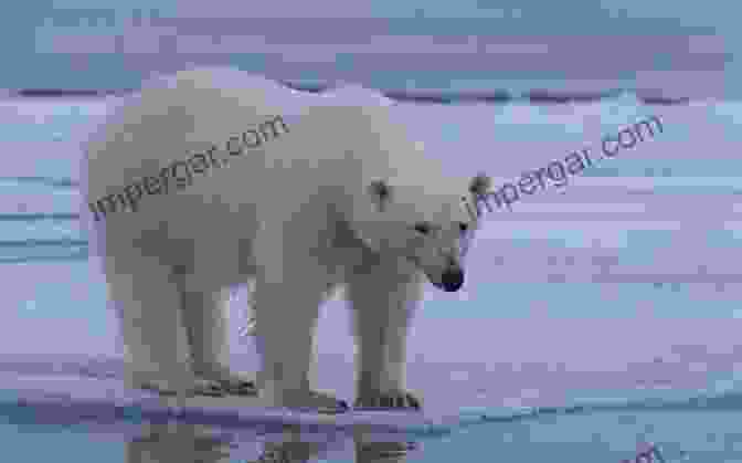 A Majestic Polar Bear Standing On An Ice Floe, Surrounded By A Vast Expanse Of Arctic Wilderness. Memoirs Of A Polar Bear