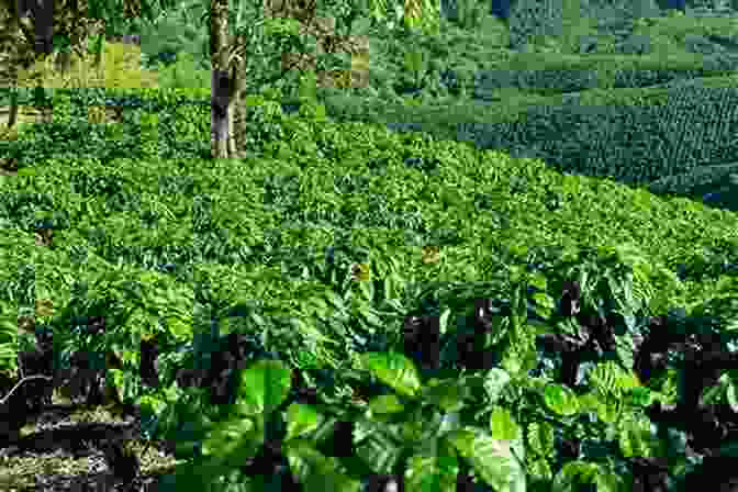 A Sprawling Coffee Plantation In Ethiopia, With Lush Green Rows Of Coffee Trees Extending Into The Distance Under A Clear Blue Sky The Economics Of Teff: Exploring Ethiopia S Biggest Cash Crop