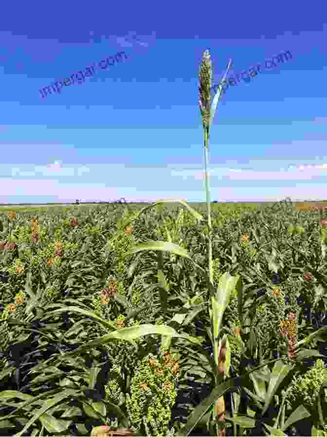 A Vast Field Of Sorghum Plants Swaying In The Wind Genetics Genomics And Breeding Of Sorghum (Genetics Genomics And Breeding Of Crop Plants)