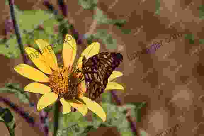 A Vibrant Butterfly Perches Gracefully On A Delicate Flower, Its Intricate Wing Patterns A Testament To Nature's Artistry. The Curious Naturalist: Nature S Everyday Mysteries