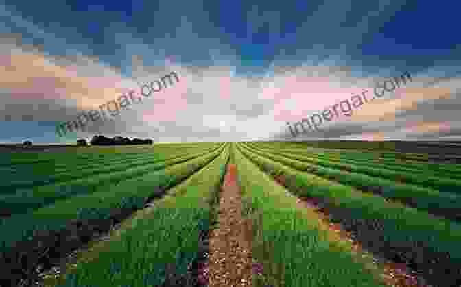 Advances In Agronomy Volume 151: Photo Of The Book Cover Featuring A Vibrant Field Of Crops And A Blue Sky Advances In Agronomy (Volume 151) Subhash Kak