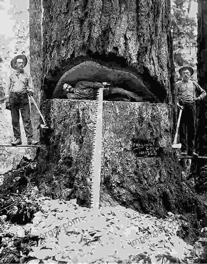 Asian American Lumberjacks Pose For A Photograph, Standing In Front Of A Felled Tree Chinese In The Woods: Logging And Lumbering In The American West (Asian American Experience)