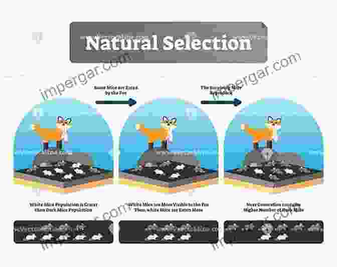 Diagram Illustrating The Process Of Natural Selection Origin Of Species Thomas Henry Huxley