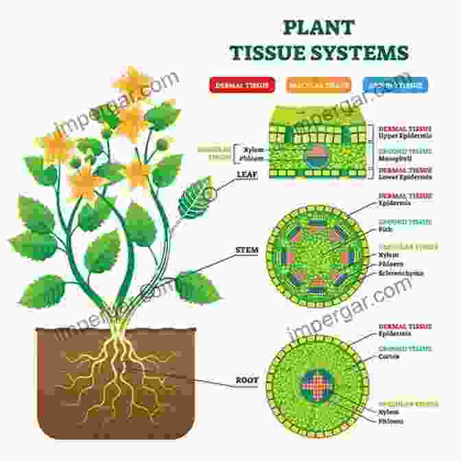 Diagram Of Plant Anatomy Illustrating Roots, Stems, Leaves, And Flowers Guide To Growing Houseplants: Ways To Keep Houseplants Happy This Winter: Ways To Grow House Plants