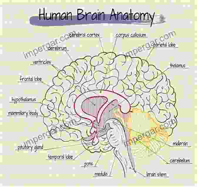 Diagram Of The Anatomy Of Anger, Showing The Brain And Its Pathways Beyond Anger: A Guide For Men: How To Free Yourself From The Grip Of Anger And Get More Out Of Life