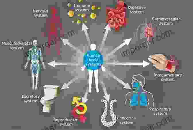 Diagram Of The Human Body, Showing The Interconnectedness Of The Various Systems Exploring Creation With Advanced Biology: The Human Body