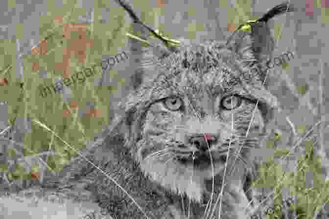 Elusive Canada Lynx Navigating The Snowy Forests Of New England Golden Wings Hairy Toes: Encounters With New England S Most Imperiled Wildlife