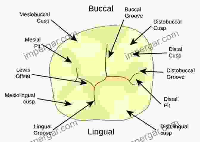 Exquisitely Detailed Illustration Of Tooth Anatomy, Showcasing Cusps, Fissures, And Root Canals Wheeler S Dental Anatomy Physiology And Occlusion E Book: Expert Consult