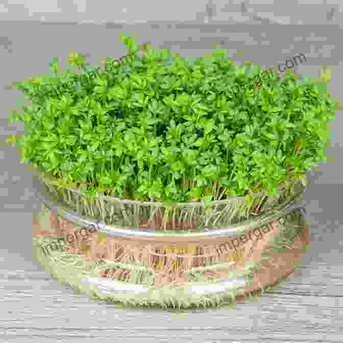 Garden Cress (Lepidium Sativum) Garden Cress Water Cress And Land Cress