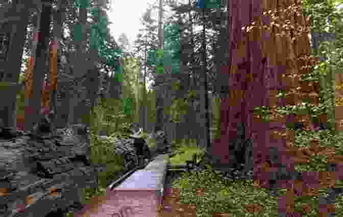 Giant Sequoia Trees In Calaveras Big Trees State Park Big Basin Redwood Forest: California S Oldest State Park (Landmarks)