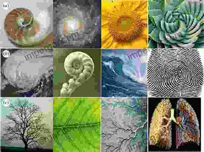 Golden Spiral Patterns In Nature Metapatterns: Across Space Time And Mind