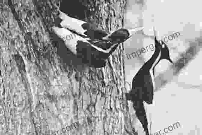 Historic Photograph Of An Ivory Billed Woodpecker The Grail Bird: The Rediscovery Of The Ivory Billed Woodpecker