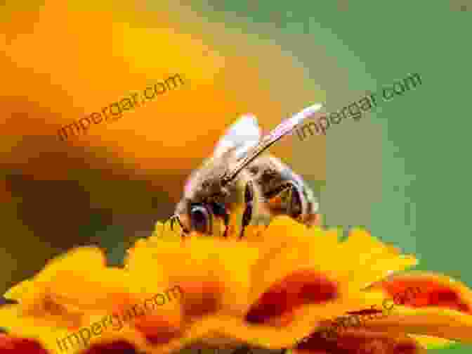 Honeybees Performing The Waggle Dance To Inform Other Bees Of Food Source Location Honeybee Democracy Thomas D Seeley