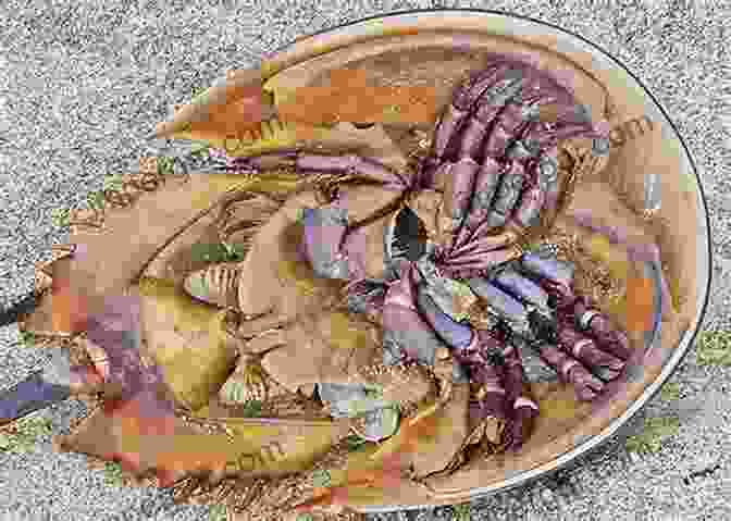 Illustration Of A Horseshoe Crab In Native American Mythology Crab Wars: A Tale Of Horseshoe Crabs Ecology And Human Health