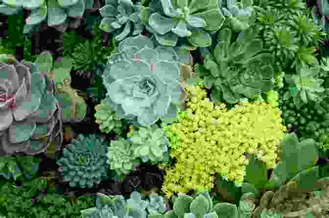 Image Of A Collection Of Different Plant Groups, Including Succulents, Cacti, Ferns, And Orchids Guide To Growing Houseplants: Ways To Keep Houseplants Happy This Winter: Ways To Grow House Plants