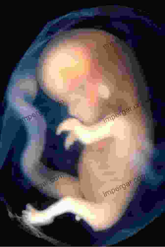 Image Of A Human Embryo The Human Spark: The Science Of Human Development