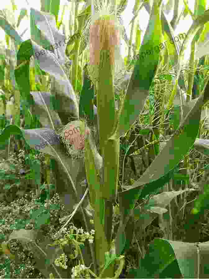 Image Of A Maize Plant With A Close Up Of Its Grains Maize (Biotechnology In Agriculture And Forestry 25)