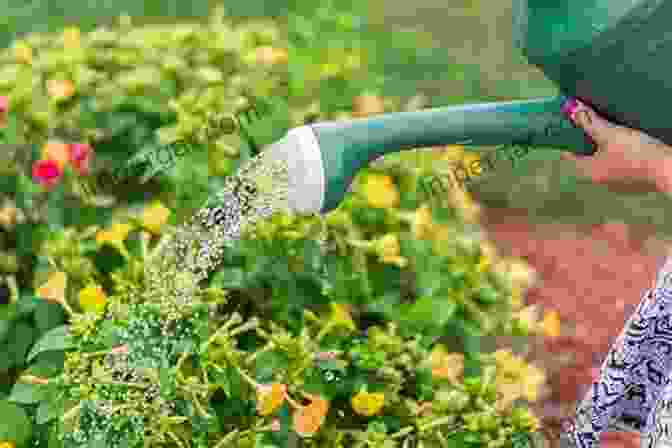 Image Of A Person Watering A Plant With A Watering Can Guide To Growing Houseplants: Ways To Keep Houseplants Happy This Winter: Ways To Grow House Plants