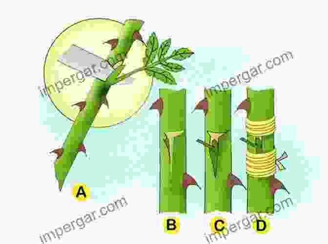 Image Of Several Propagation Methods, Including Stem Cuttings, Leaf Cuttings, And Air Layering Guide To Growing Houseplants: Ways To Keep Houseplants Happy This Winter: Ways To Grow House Plants