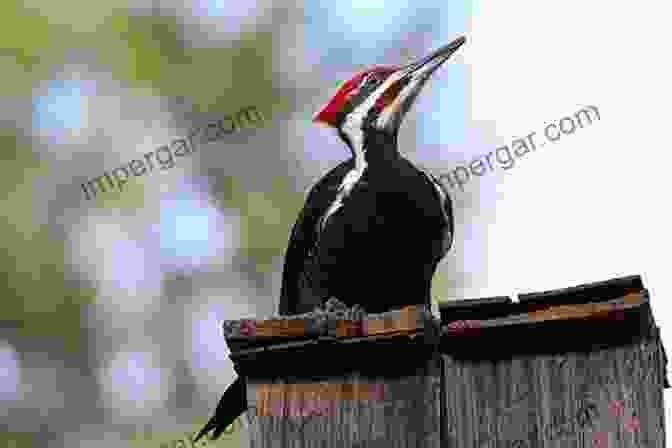 Ivory Billed Woodpecker As A Symbol Of Hope The Grail Bird: The Rediscovery Of The Ivory Billed Woodpecker