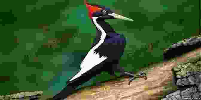 Ivory Billed Woodpecker In Its Natural Habitat The Grail Bird: The Rediscovery Of The Ivory Billed Woodpecker