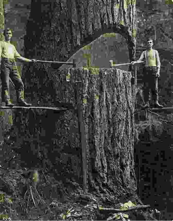 Loggers At Work In The American West, Felling A Massive Tree Chinese In The Woods: Logging And Lumbering In The American West (Asian American Experience)