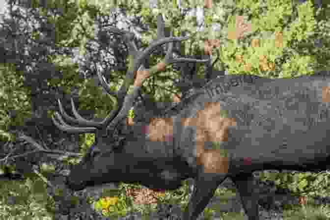 Majestic Elk In The Kaibab Plateau A Little Bit Of Arizona: Volume 12