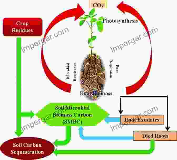 Microbial Biomass In Soil Microbial Biomass: A Paradigm Shift In Terrestrial Biogeochemistry