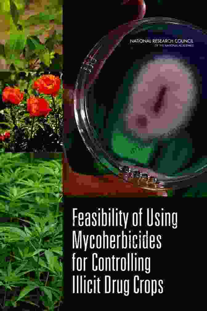 Mycoherbicide Being Applied To A Field Of Illicit Drug Crops Feasibility Of Using Mycoherbicides For Controlling Illicit Drug Crops