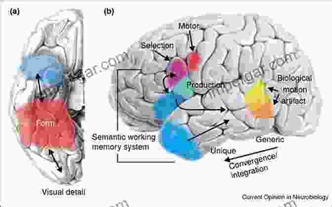 Neural Circuitry Involved In Language Processing The Cognitive Neuroscience Of Human Communication