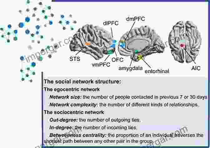 Neural Networks Involved In Social Cognition The Cognitive Neuroscience Of Human Communication