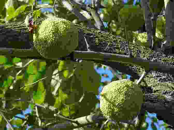 Osage People Using The Osage Orange Tree The Osage Orange Tree: A Story By William Stafford