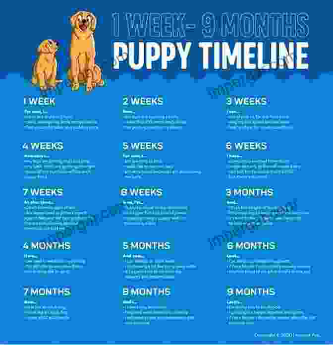 Puppy Development Stages Timeline Your Labrador Retriever Puppy Month By Month: Everything You Need To Know At Each Stage Of Development (Your Puppy Month By Month)