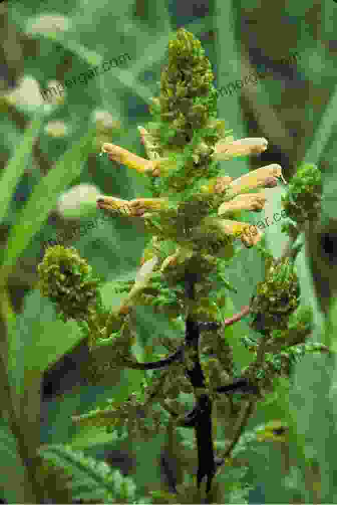 Rare Furbish's Lousewort Struggling To Survive In Its Fragmented And Threatened Habitat Golden Wings Hairy Toes: Encounters With New England S Most Imperiled Wildlife