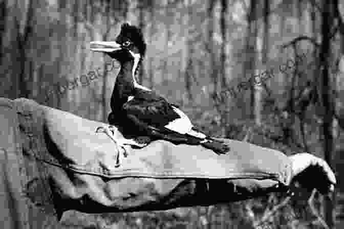 Scientists Conducting Research On The Ivory Billed Woodpecker The Grail Bird: The Rediscovery Of The Ivory Billed Woodpecker