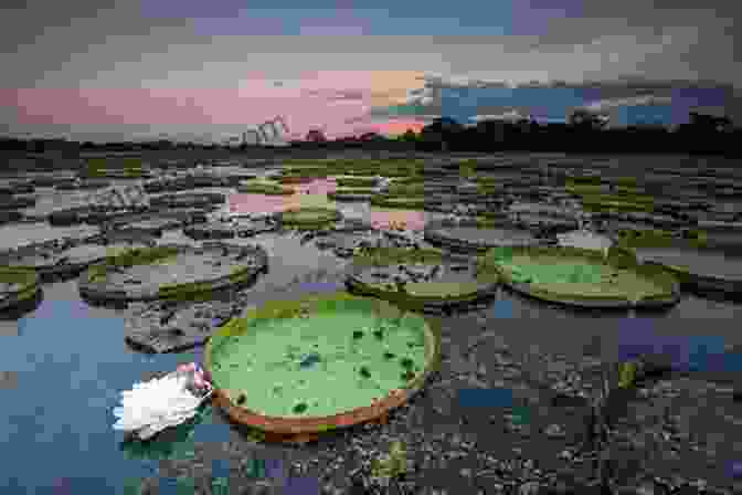 The Pantanal, A Vast And Vibrant Wetlands Ecosystem In Brazil, Teeming With Diverse Plant And Animal Life. Through The Brazilian Wilderness: An Account Of The Roosevelt Rondon Scientific Expedition