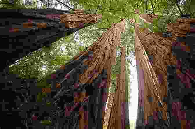 Towering Redwood Trees In Big Basin Redwoods State Park Big Basin Redwood Forest: California S Oldest State Park (Landmarks)