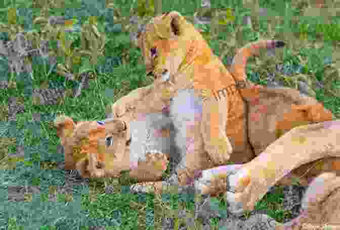 Two Playful Lion Cubs Wrestling In The Sunlit Savannah SAVAGE BEAUTY: Heart Pounding Journeys Through Africa With A Camera