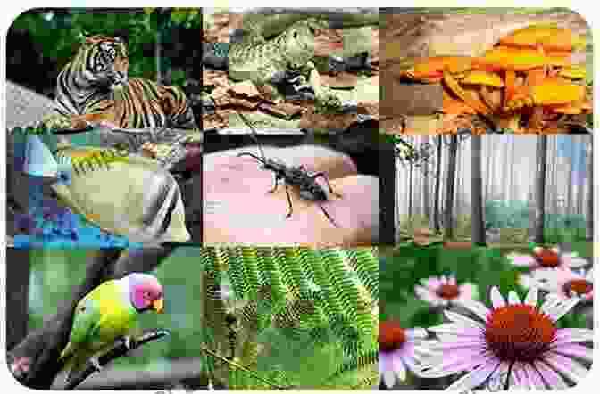 Vibrant Collage Of Diverse Life Forms, From Microscopic Organisms To Lush Ecosystems Research For A Future In Space: The Role Of Life And Physical Sciences