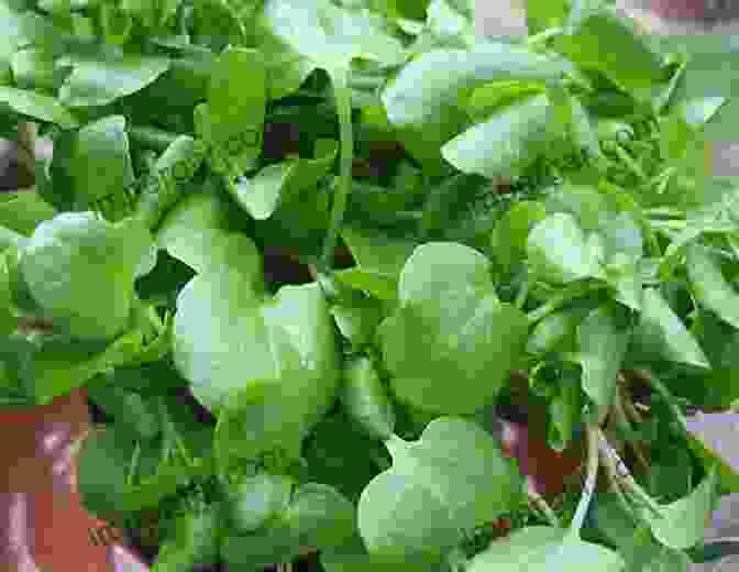 Watercress (Nasturtium Officinale) Garden Cress Water Cress And Land Cress